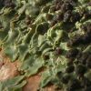 Lobaria amplissima